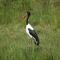 Mara Intrepids Tented Camp