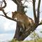 Mara Intrepids Tented Camp