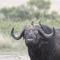 Mara Intrepids Tented Camp