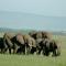 Mara Intrepids Tented Camp