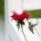 Hummingbird Bed and Breakfast - Clearwater