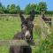 Hayloft- Uk31532