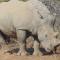 Elephant Memories Glamping Safari Tents and more