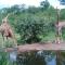 Antares Bush Camp & Safaris - Grietjie Game Reserve