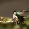 Esquipulas Rainforest