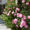 Sweet Briar - 8234