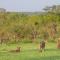 Buffelshoek Tented Camp - Domaine de chasse de Manyeleti