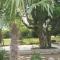 Le Domaine de Canesse