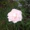 fabienne