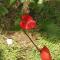 Anthurium Apartment