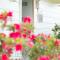 Poinciana Cottages Poinciana Cottages
