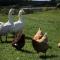 Chalet Sleeps 4 Near Cymyran Beach