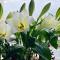Bed & Breakfast Maison Noire Westende-bad incl parking & ontbijt