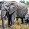 Honeyguide Tented Safari Camps - Mantobeni - Manyeleti Game Reserve