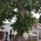 Ioannas