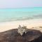 Cove Fehendhoo