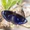 天成逸旅-蝴蝶谷 Butterfly Valley Resort by Cosmos Otium