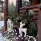 Cottage Kalinka
