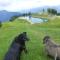 Pension Alpenrose
