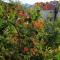 Apartment Slano 2682c