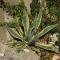 Seaside holiday house Cove Parja, Vis - 8892