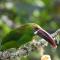 Natural Luxury Birding Lodge