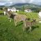 Casa Rural Petisansenea II - Zuaztoy de Azpilcueta