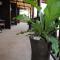 Captain's Lodge and Bar - Panglao