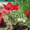 Les Coquelicots classé 3 étoiles