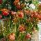 Les Coquelicots classé 3 étoiles