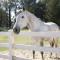 Wine Country Ranch Escape
