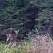 La Romane Stylish forest chalet w spa