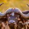 AfriCamps Hoedspruit