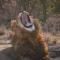 AfriCamps Hoedspruit