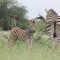 AfriCamps Hoedspruit