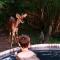 AfriCamps Hoedspruit