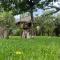 Podocarpus cottages