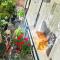 Suris House Homestay