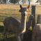 Foto: Starline Alpacas Farmstay Resort 101/135