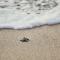 Four Seasons Resort Punta Mita