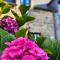 Manoir Des Douets Fleuris Manoir Des Douets Fleuris