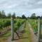 Villa in the Vines - Martinborough 