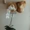 Dune Rose Yzerfontein Villa