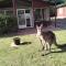 Halls Gap Valley Lodges