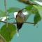 El Colibri Lodge