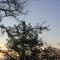Acacia Bush Lodge