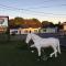 The White Horse Motel
