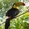 Casa Lina sloth view exotic apartment with privat kitchen