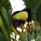 El Colibri Lodge