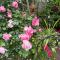 Rosehaven on Rosebud